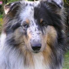 Shetland sheepdog Freddy