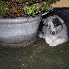 Shetland sheepdog Freddy