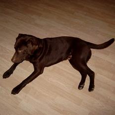 Labrador retriever Basse
