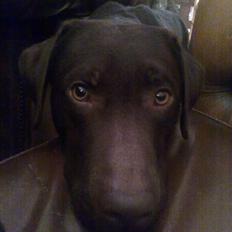 Labrador retriever Basse