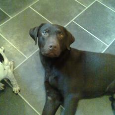 Labrador retriever Basse