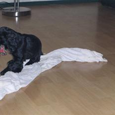 Cocker spaniel tøsen