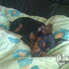 Dvaergpinscher trunte 