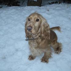 Cocker spaniel basse