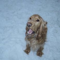 Cocker spaniel basse