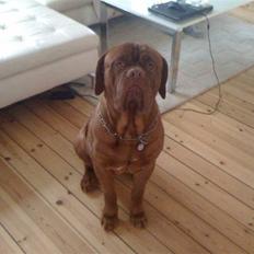 Dogue de bordeaux Ollie