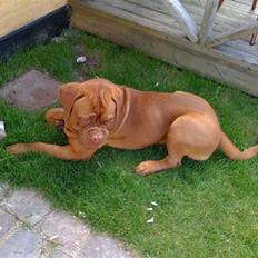 Dogue de bordeaux Ollie