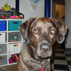 Blanding af racer Bruno