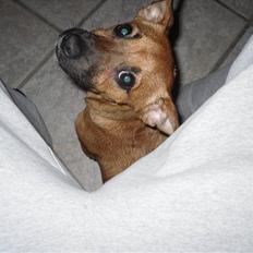 Blanding af racer King <3