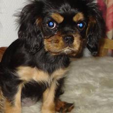 Cavalier king charles spaniel Lulu