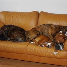 Boxer Schwartzbox Ficca