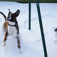 Boxer Schwartzbox Ficca