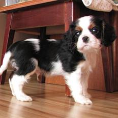 Cavalier king charles spaniel Hubert