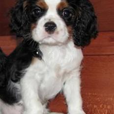 Cavalier king charles spaniel Hubert