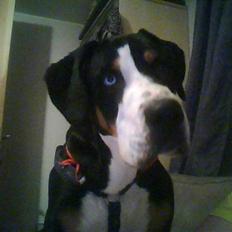 Grosser schweizer sennenhund Geske