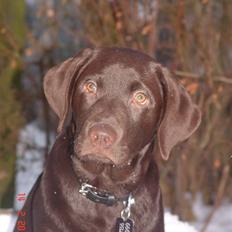 Labrador retriever petie