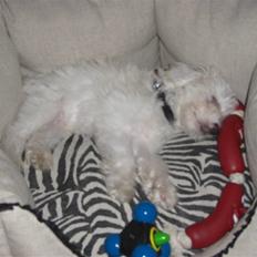 Chinese crested powder puff Gucci