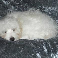 Chinese crested powder puff Gucci