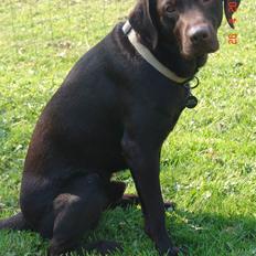 Labrador retriever petie