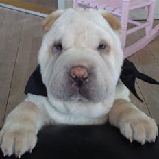 Shar pei Quark