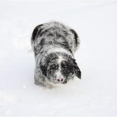 Blanding af racer (Aussie) Lucky