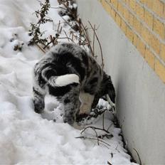 Blanding af racer (Aussie) Lucky
