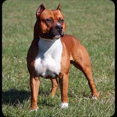 Amerikansk staffordshire terrier SBD Red Warrior - Dalton