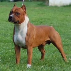 Amerikansk staffordshire terrier SBD Red Warrior - Dalton