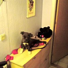 Border collie Vaks<3.