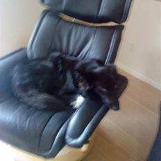 Border collie Vaks<3.