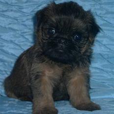 Griffon bruxellois Suri