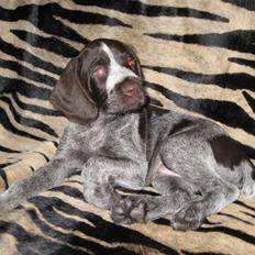 Ruhåret hønsehund Walder