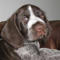 Ruhåret hønsehund Walder