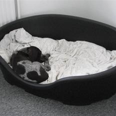 Ruhåret hønsehund Walder