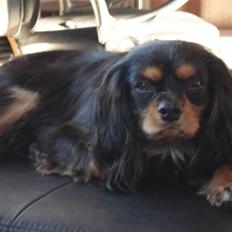 Cavalier king charles spaniel Tyson