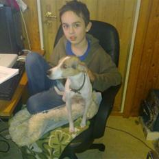 Dansk svensk gaardhund Futte