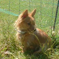Chihuahua chico