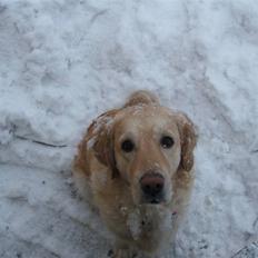 Golden retriever laika.