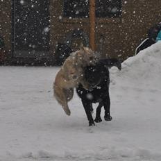 Cairn terrier Santiago, Malle