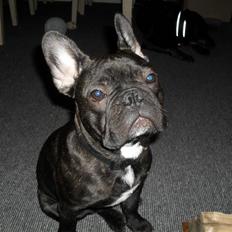 Fransk bulldog Buster R.I.P