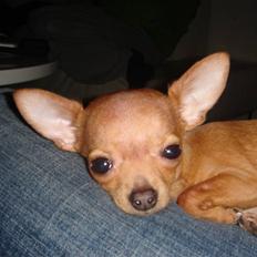 Chihuahua NIKO