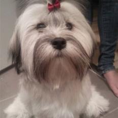 Lhasa apso Tutsie