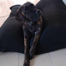 Blanding af racer Lulu