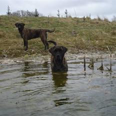 Blanding af racer Lulu