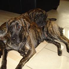 Blanding af racer Lulu