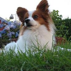 Papillon Victor/Vixen