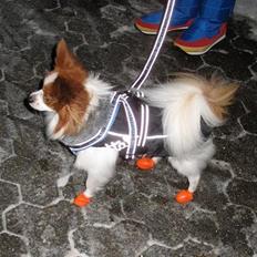 Papillon Victor/Vixen