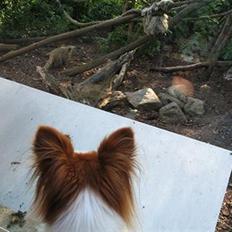 Papillon Victor/Vixen