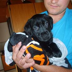 Labrador retriever Molly