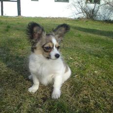 Blanding af racer Meli